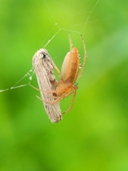 Larinia directa
