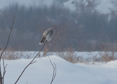 Strix uralensis