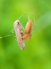 Larinia directa