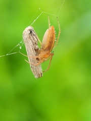 Larinia directa
