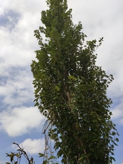 Populus alba