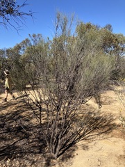 Allocasuarina spinosissima