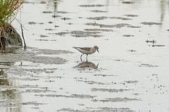 Calidris ruficollis