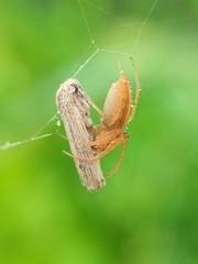 Larinia directa