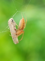 Larinia directa