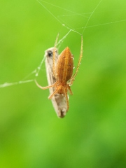 Larinia directa