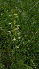 Platanthera