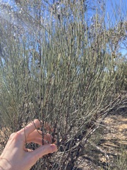 Allocasuarina spinosissima