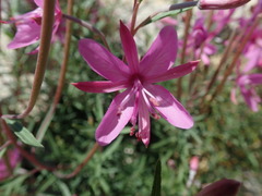 Chamaenerion dodonaei