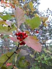 Crataegus