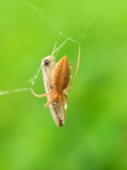 Larinia directa