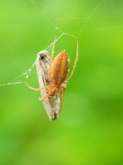 Larinia directa
