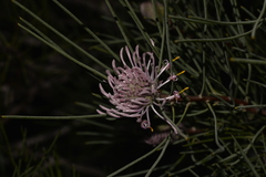 Isopogon divergens