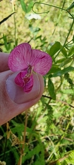Lathyrus tuberosus