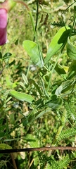 Lathyrus tuberosus