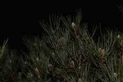Isopogon divergens