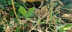 Lathyrus tuberosus