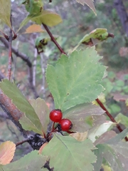 Crataegus