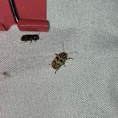 Cryptocephalus leucomelas