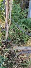 Lathyrus tuberosus
