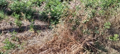 Lathyrus tuberosus