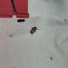 Cryptocephalus leucomelas