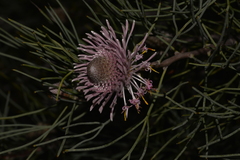 Isopogon divergens