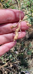 Lathyrus tuberosus