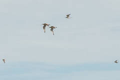 Limosa lapponica
