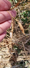 Lathyrus tuberosus