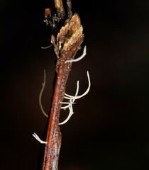 Pterulicium gracile