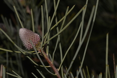 Isopogon divergens