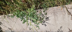Lathyrus tuberosus