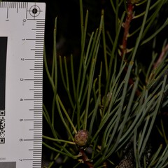 Isopogon divergens