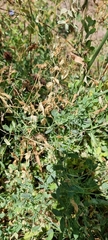 Lathyrus tuberosus