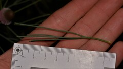 Isopogon divergens