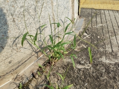 Digitaria radicosa