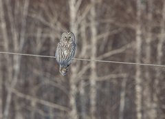 Strix uralensis
