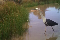 Ardea pacifica