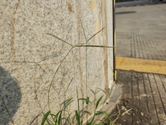 Digitaria radicosa