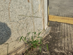 Digitaria radicosa