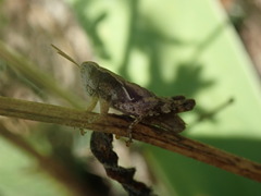 Pezotettix giornae