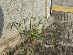 Digitaria radicosa