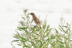 Saxicola stejnegeri