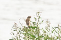 Saxicola stejnegeri