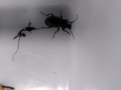 Carabus nemoralis
