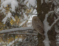 Strix uralensis