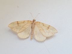 Gandaritis pyraliata