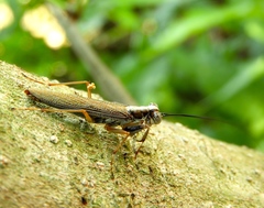 Mantoida maya