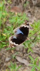 Junonia orithya